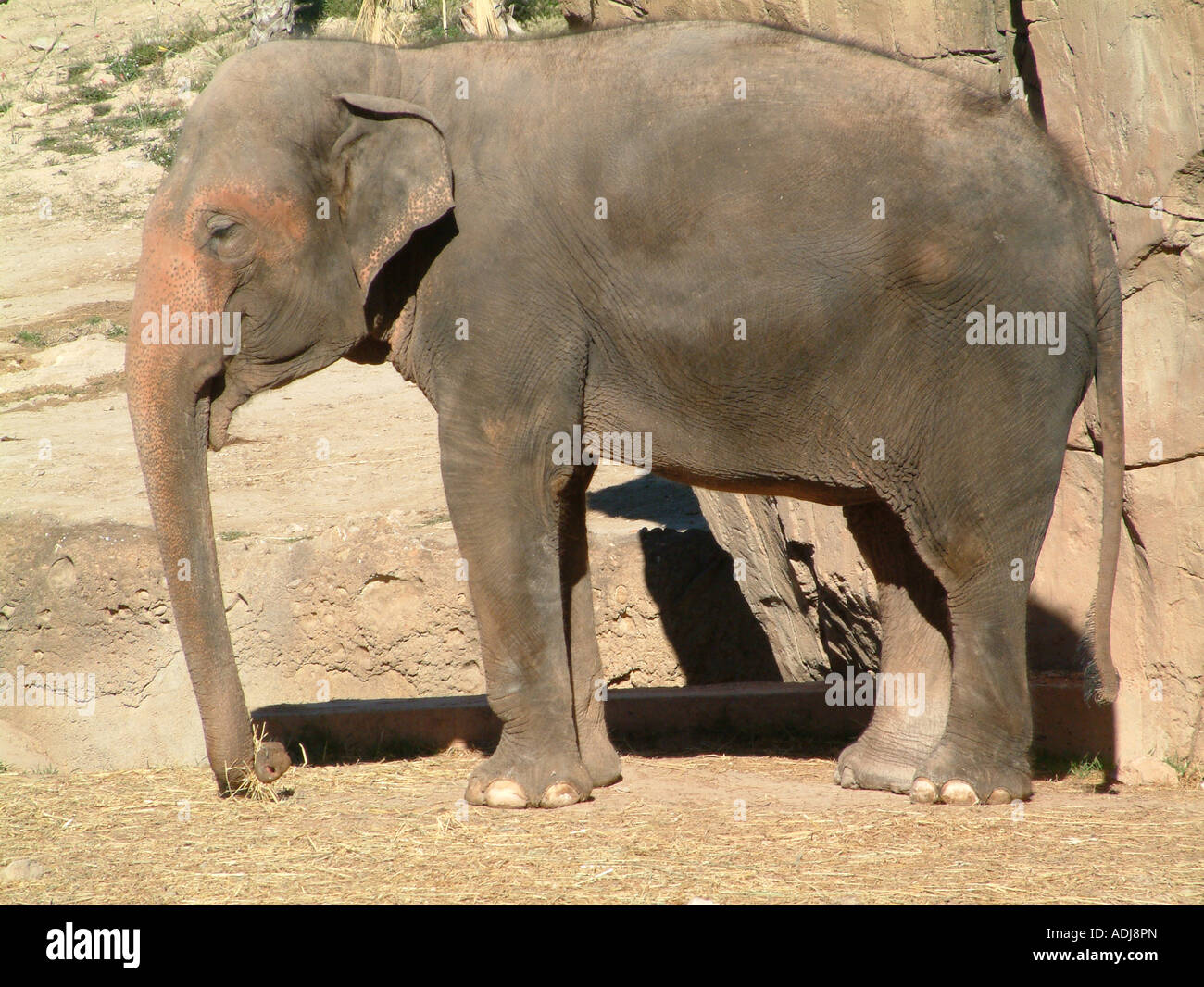 L'éléphant asiatique ou indien, Elaphas maximus Banque D'Images