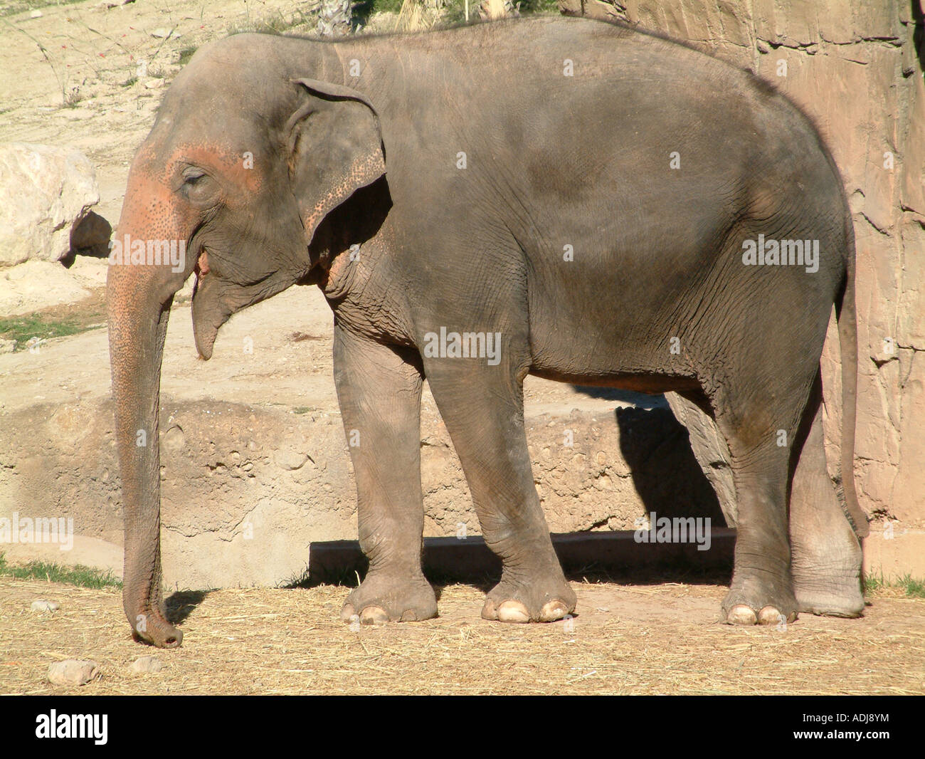 L'éléphant asiatique ou indien, Elaphas maximus Banque D'Images