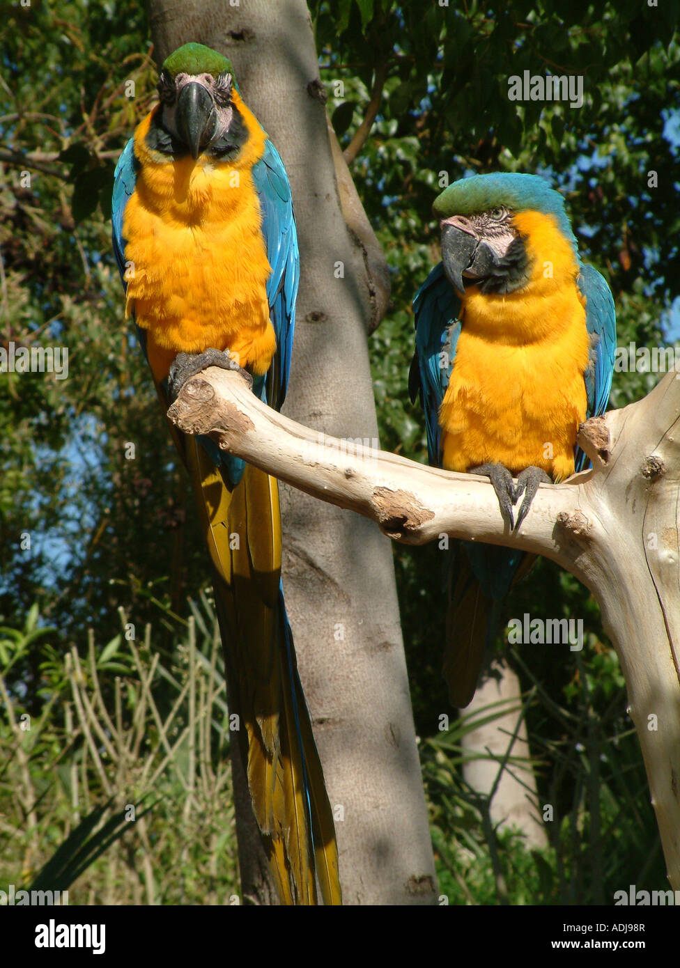 Bleu et jaune, Ara ararauna Ara Banque D'Images
