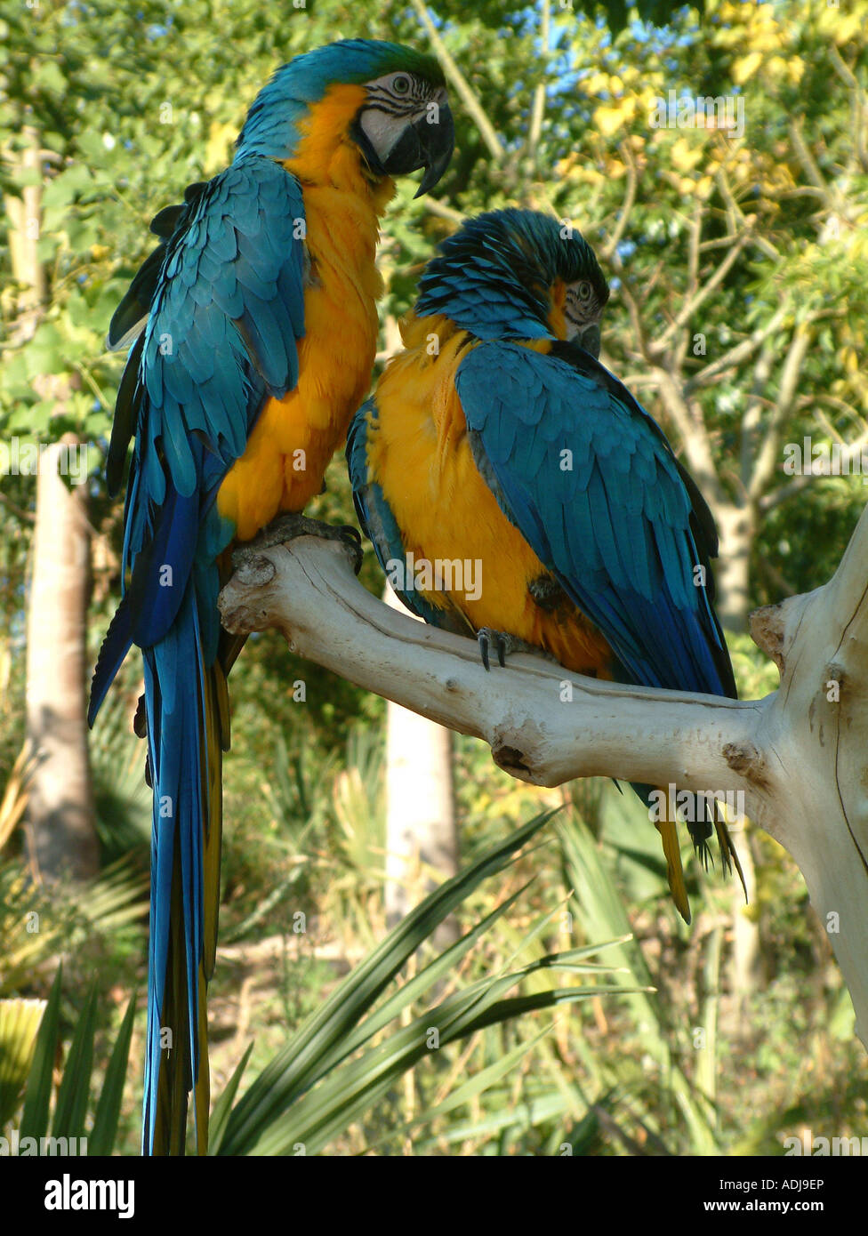 Bleu et jaune, Ara ararauna Ara Banque D'Images