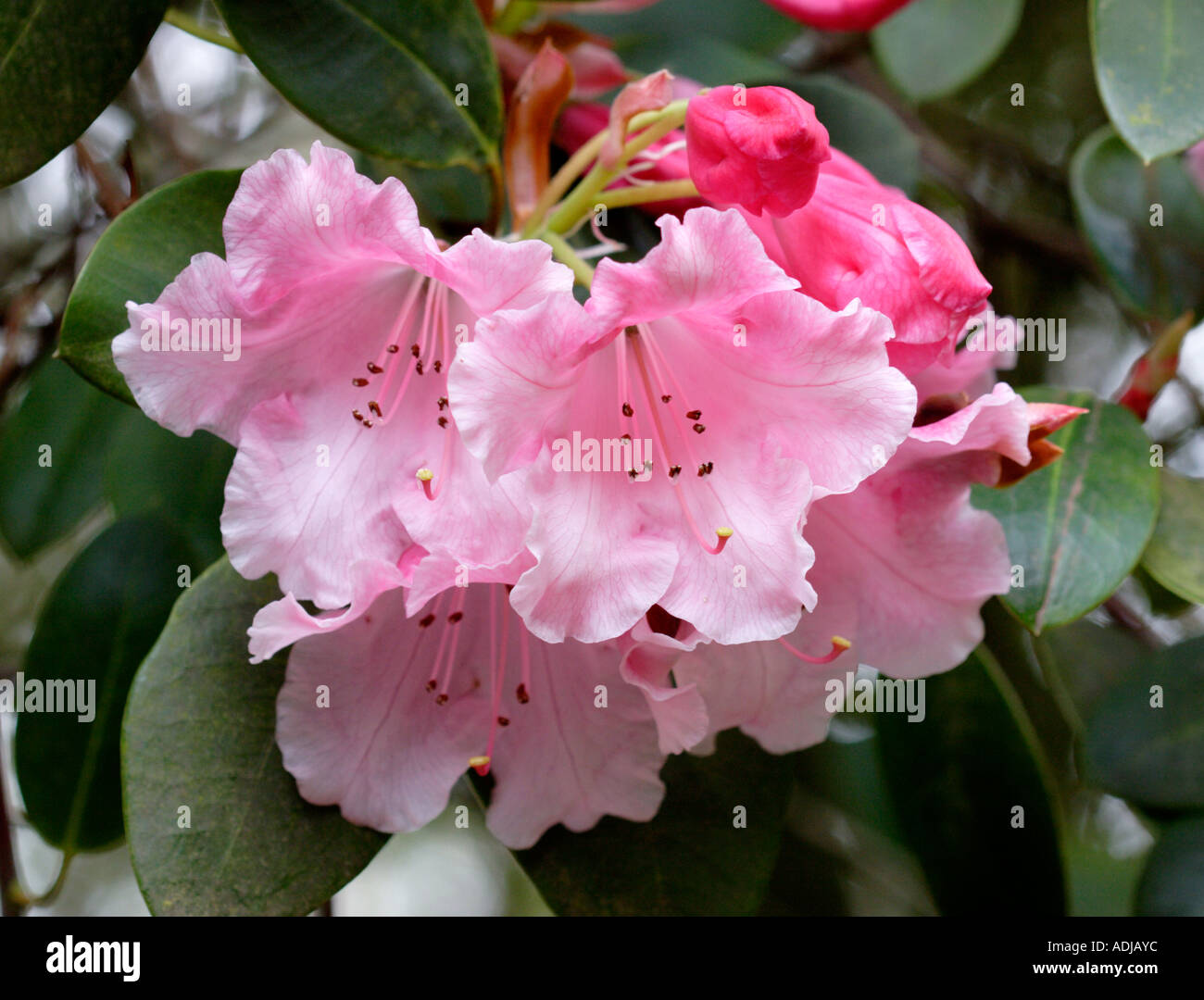 Brocade Rhododendron Banque D'Images