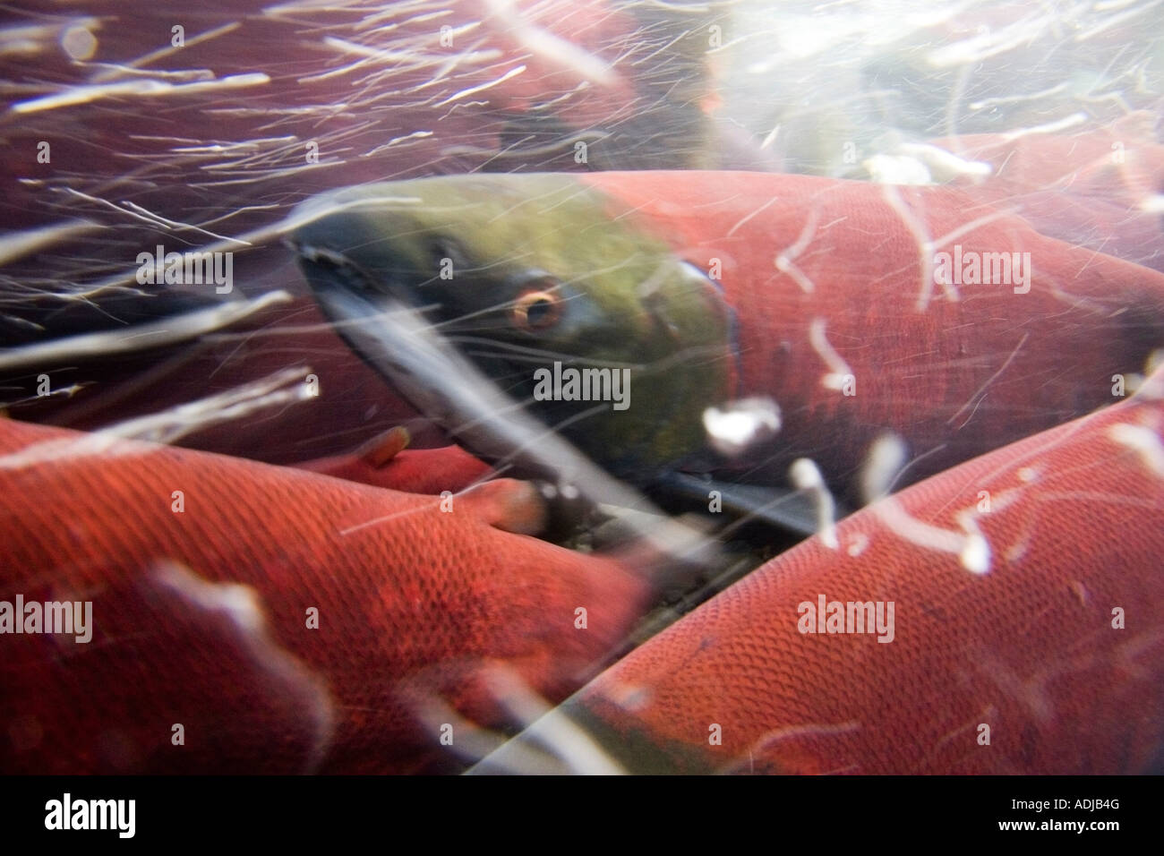 Close up underwater rouge sockeye salmon en phase de ponte Ruisseau Bear Seward Alaska Kenai Peninsula summer Banque D'Images