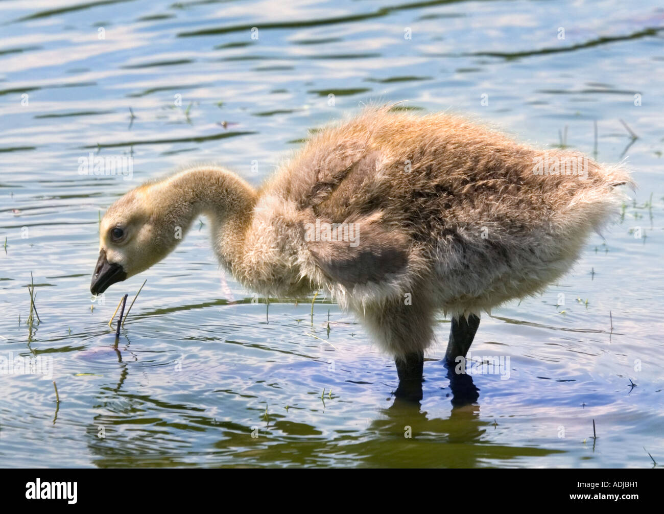 Gosling Bernache du Canada (Branta canadensis) Banque D'Images