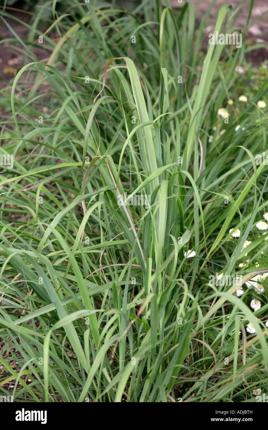 L'herbe de citron (Cymbopogon) grandit dans le jardin en été Banque D'Images
