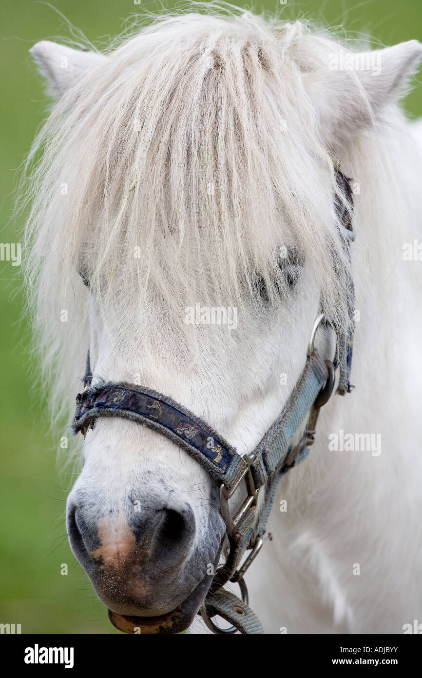 Portrait of a white Horse Banque D'Images