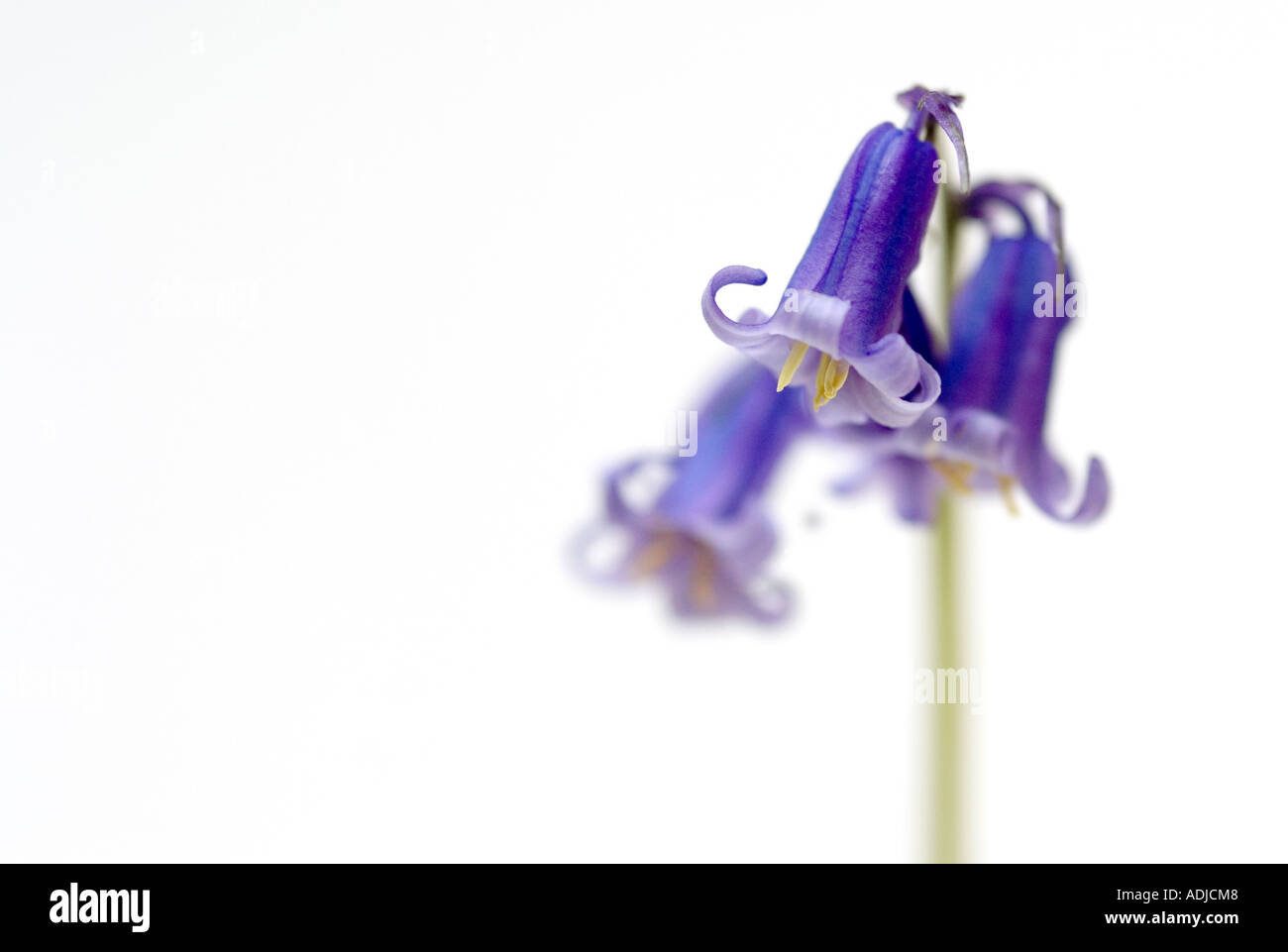 Hyacinthoides non scripta. Bluebells against white background Banque D'Images