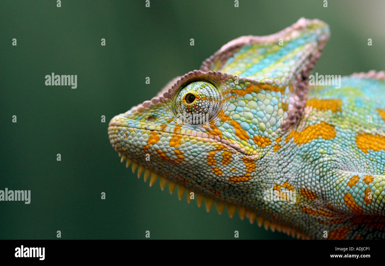 Tête de caméléon close up. Le zoo de Marwell, Hampshire, Angleterre Banque D'Images