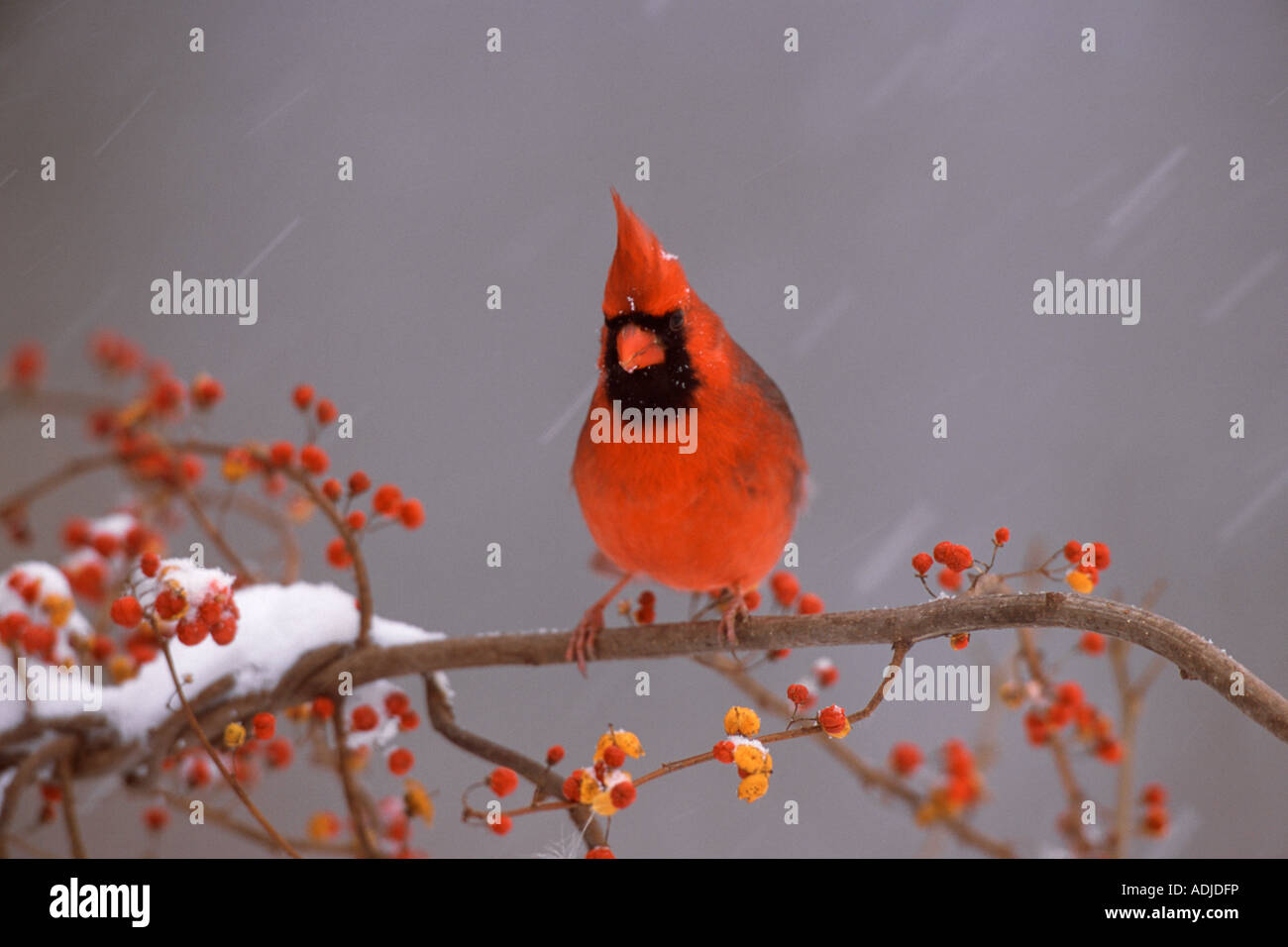 Le Cardinal rouge mâle dans Bittersweet Banque D'Images
