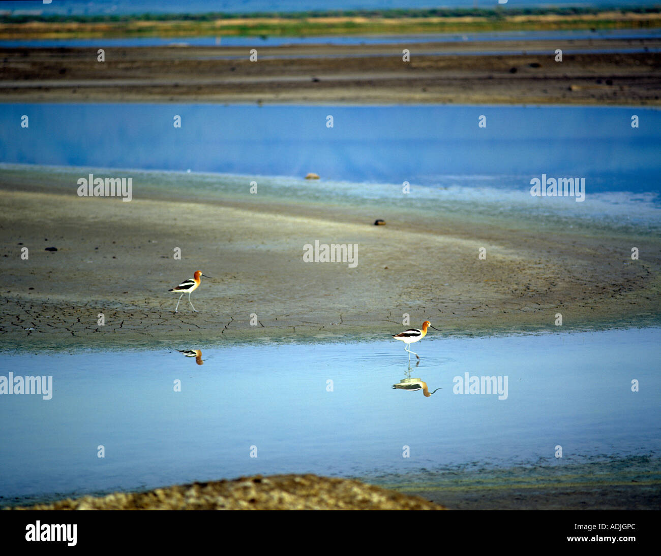 L'Avocette d'été Lake State Wildlife Refuge Oregon Banque D'Images