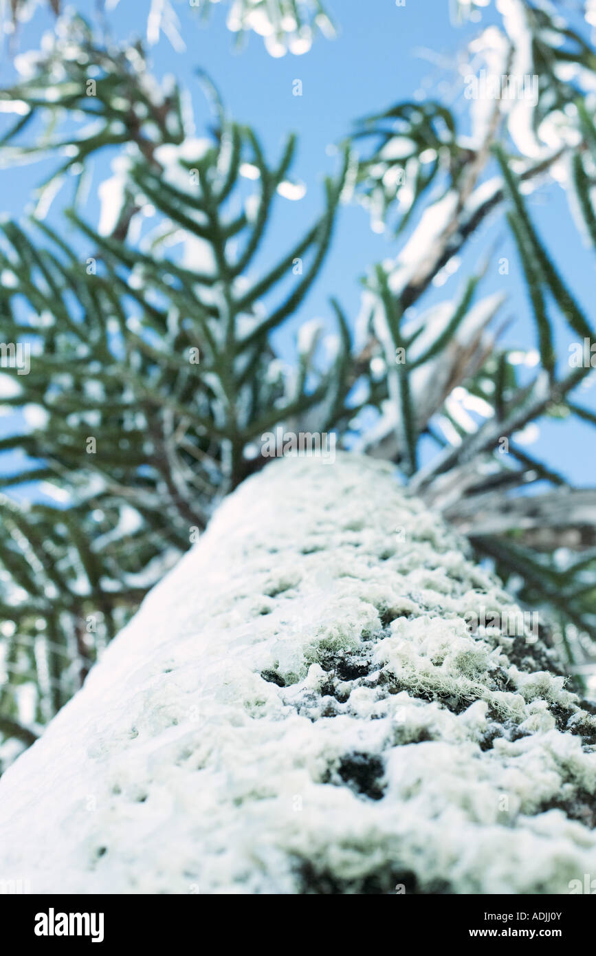 Monkey puzzle arbre couvert de neige, low angle view Banque D'Images