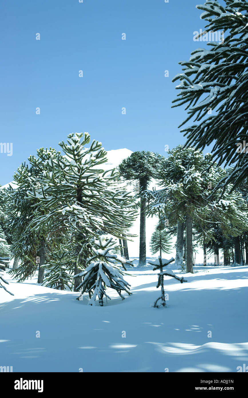Paysage de neige avec arbres monkey puzzle Banque D'Images