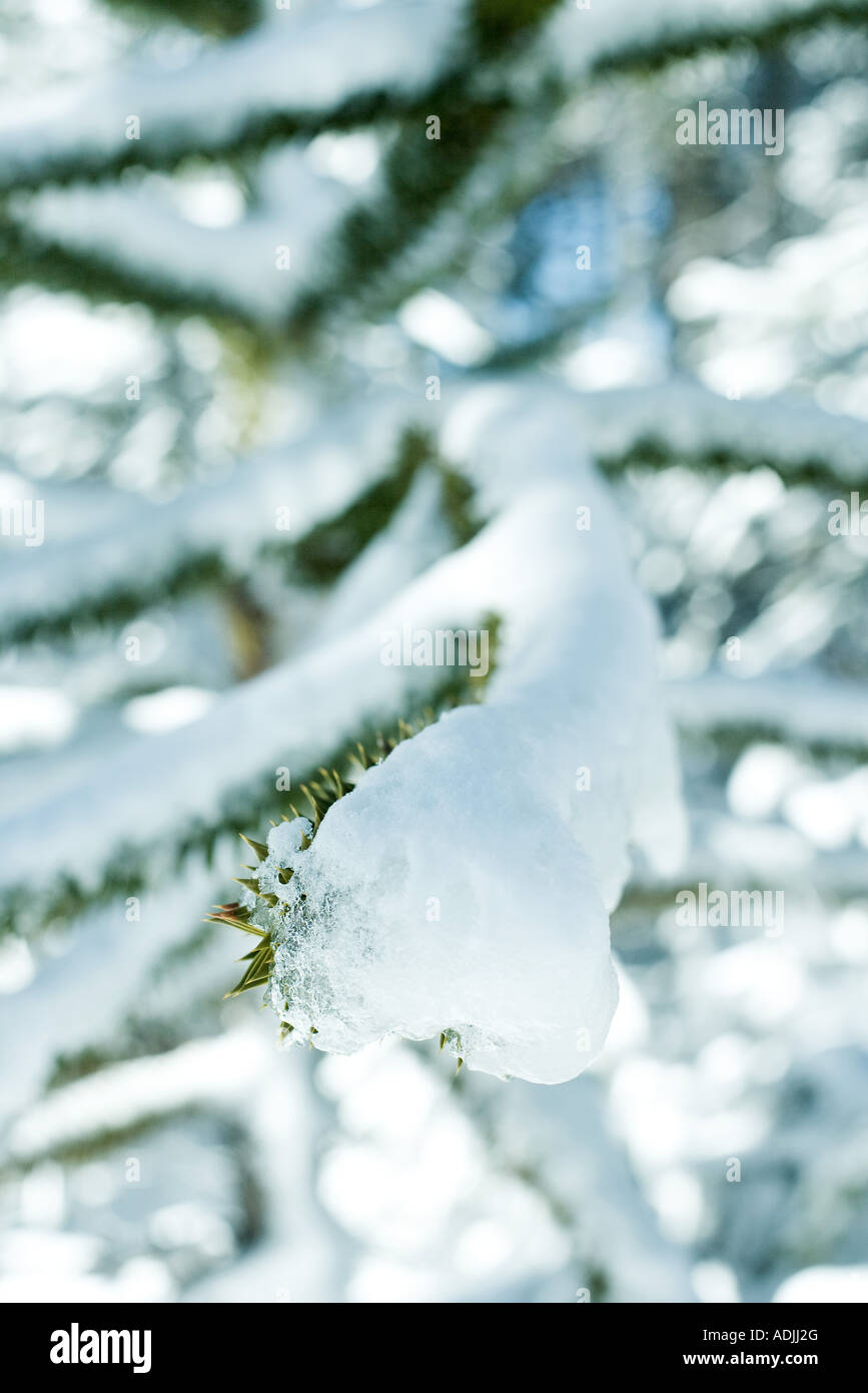 Couvert de neige des branches d'arbre monkey puzzle Banque D'Images