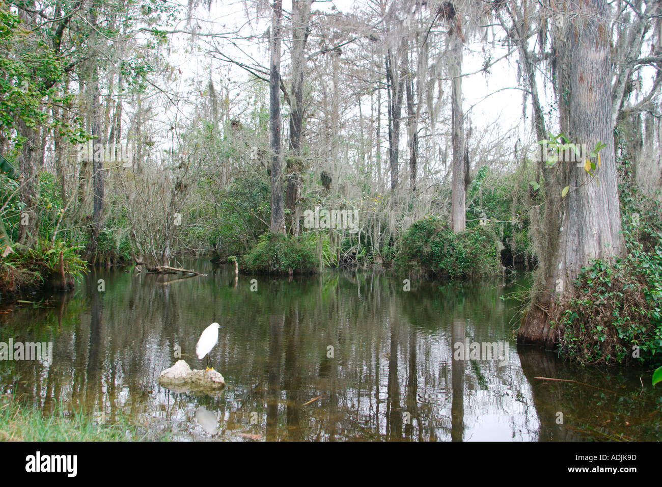 Big Cypress National Park Banque D'Images