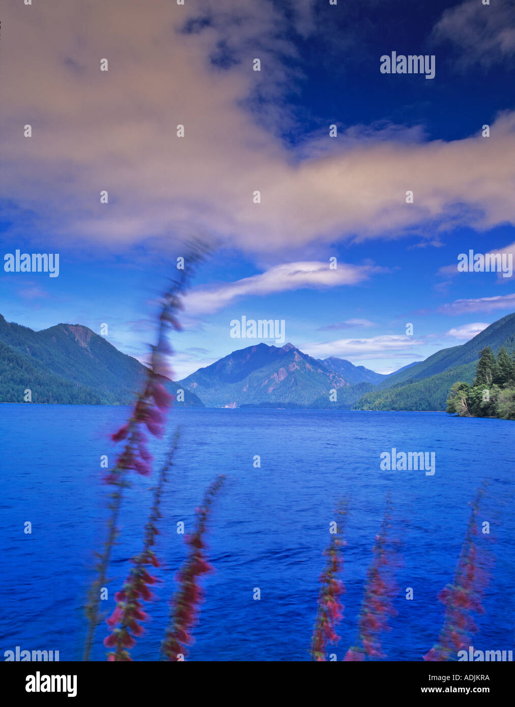 Lake Crescent avec foxglove dans vent Olympic National Park Washington Banque D'Images