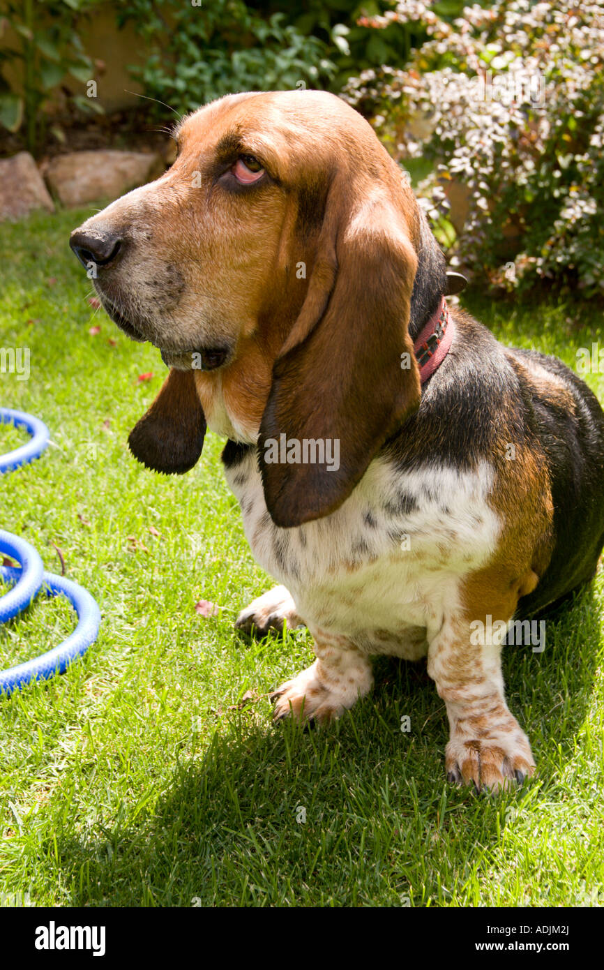 Basset Hound mâle adulte. Banque D'Images