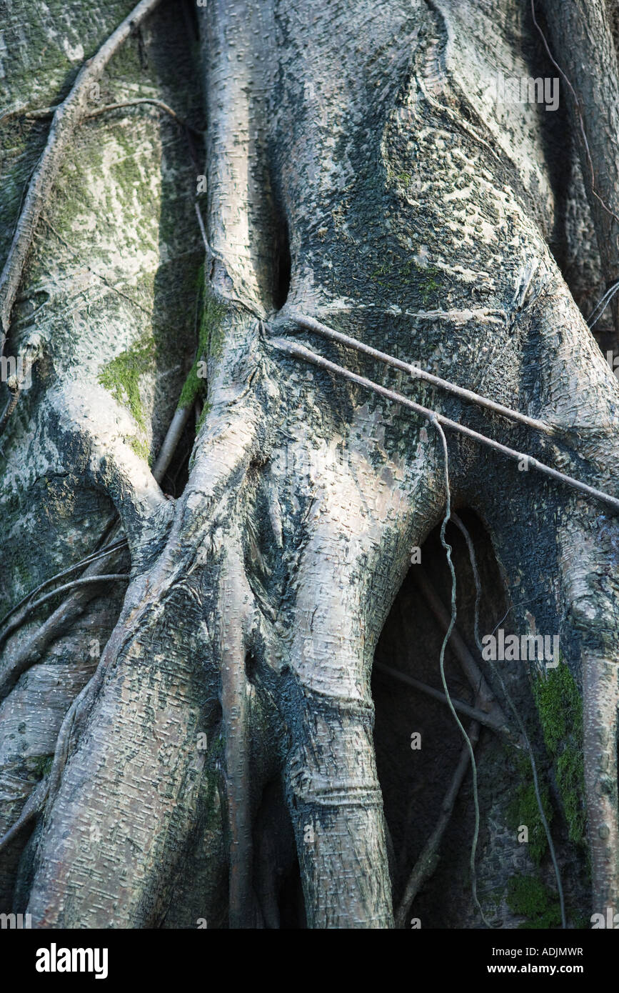 Les racines des arbres, extreme close-up Banque D'Images