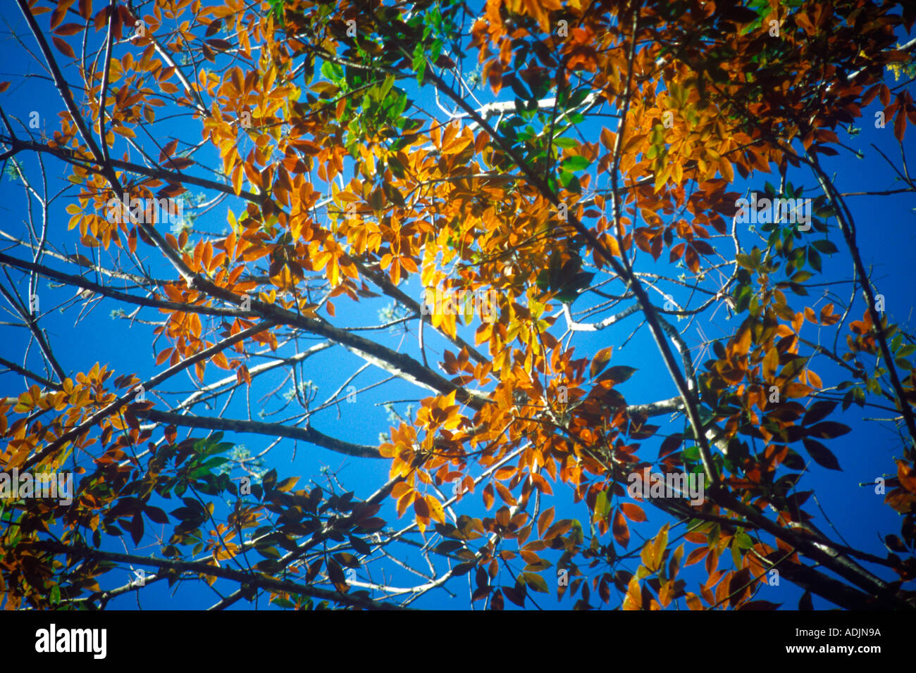 RHS70903 vert chaud et les feuilles des arbres en caoutchouc contre le ciel bleu Pala Inde Kerala district Banque D'Images