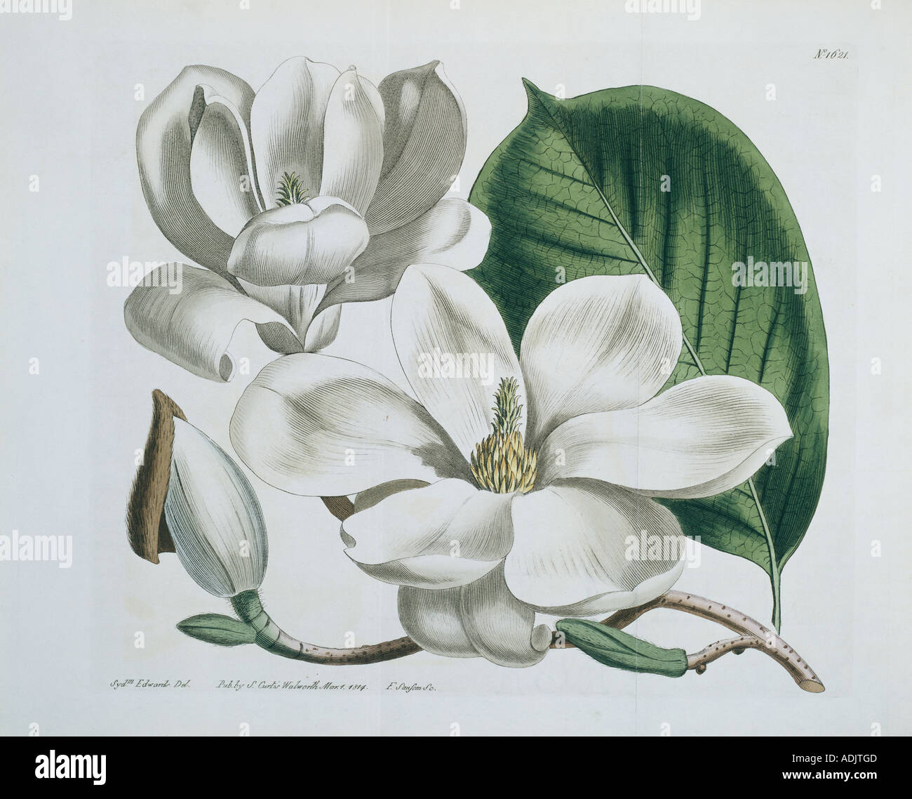 Magnolia magnolia fleurs lily conspicua Banque D'Images