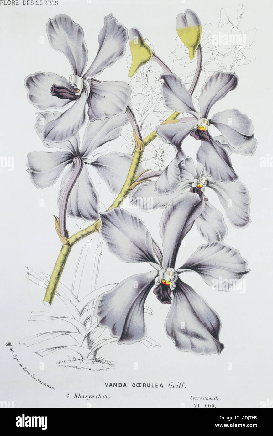Vanda caerulea Himalayan orchid Banque D'Images
