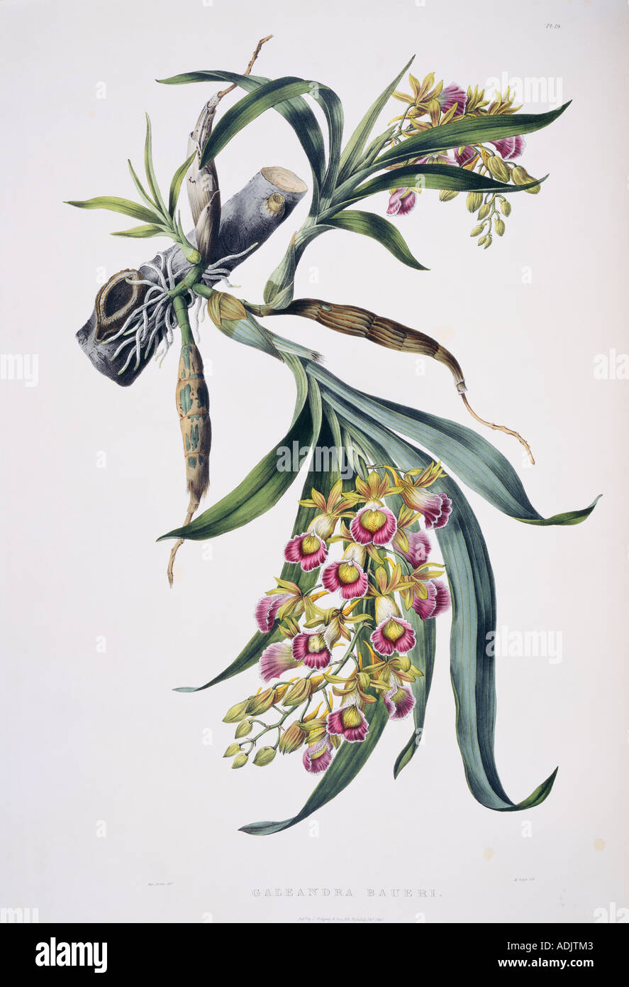 Galeandra baueri orchid Banque D'Images