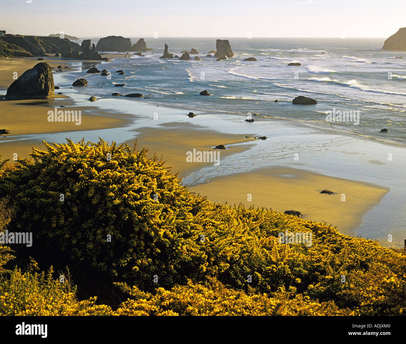 La floraison d'ajoncs et de Bandon Beach Oregon Banque D'Images