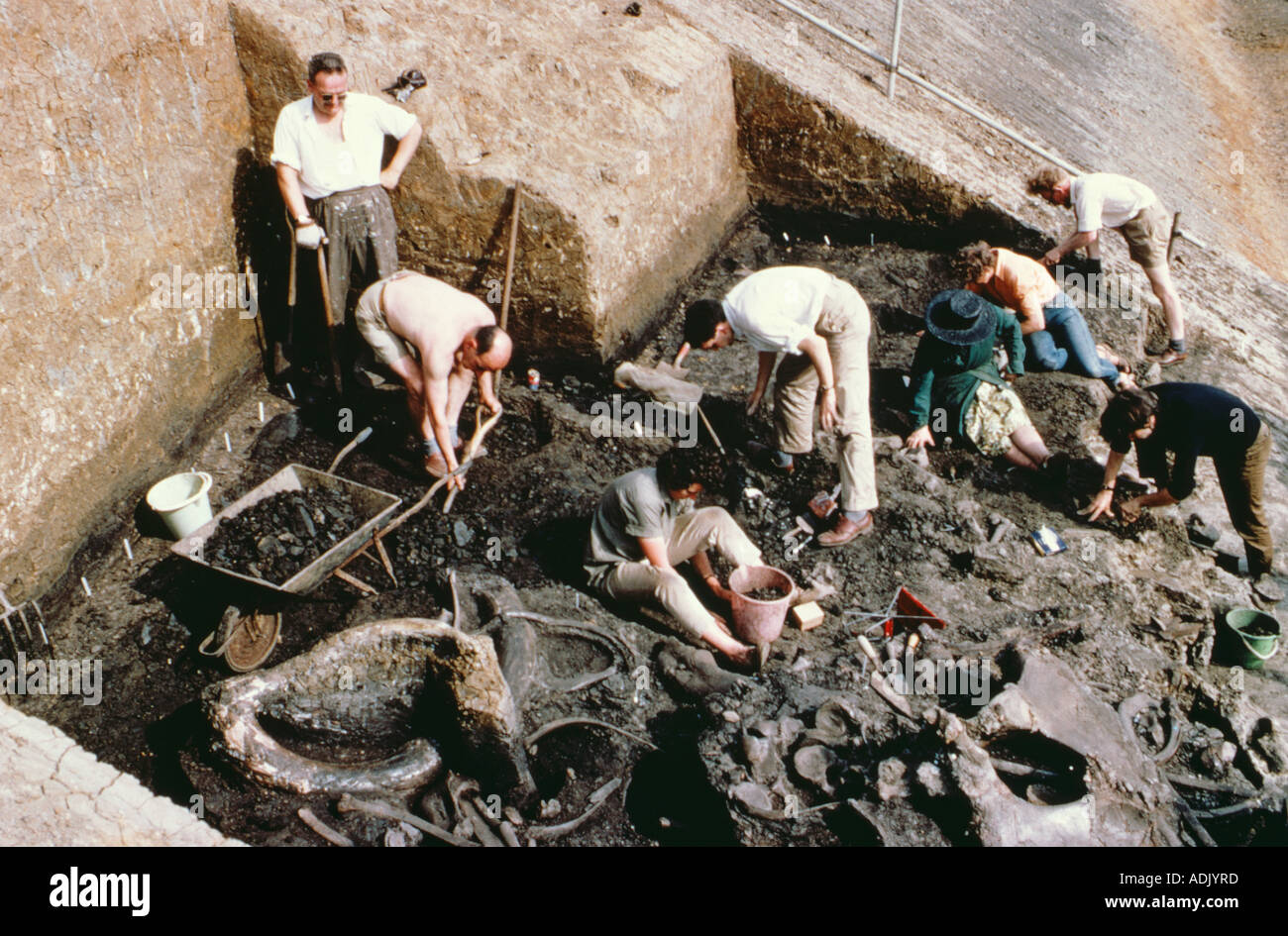 La collecte de fossiles près de Brentwood Essex Banque D'Images La collecte de fossiles près de Brentwood Essex Banque D'Images