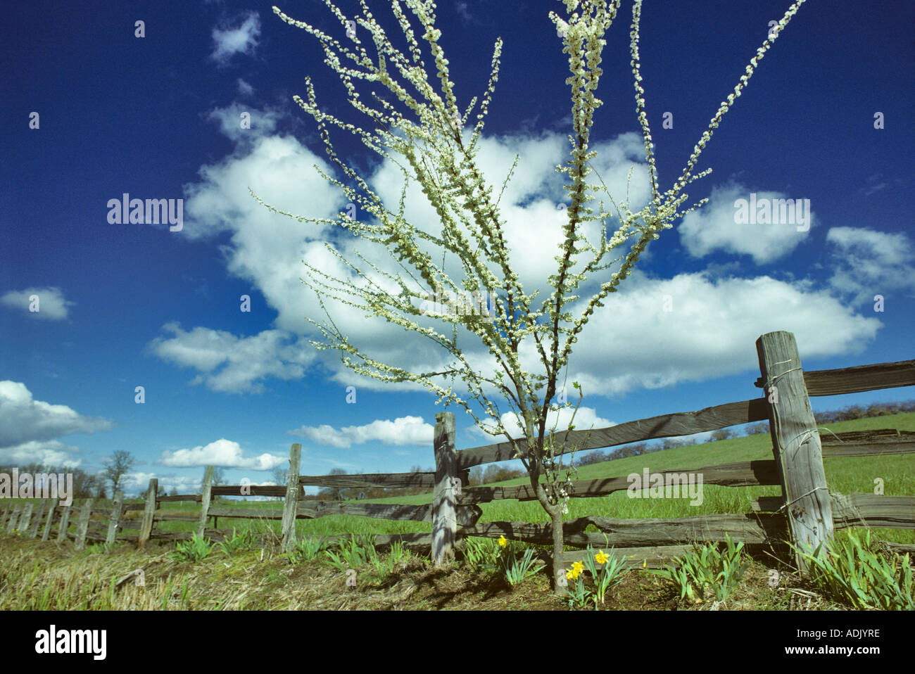 Cerisier en fleurs près de Monroe Oregon Banque D'Images