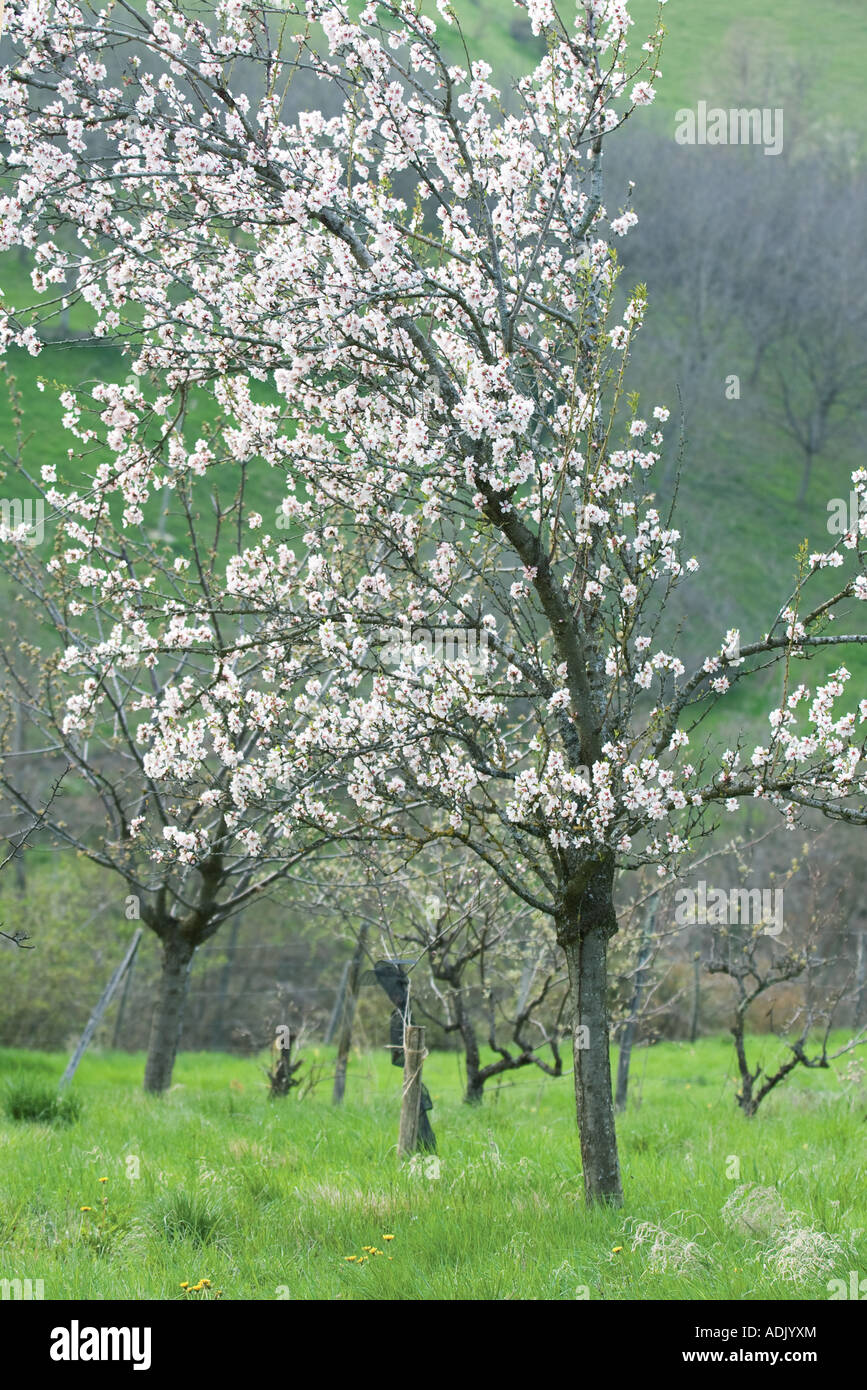 Arbre en fleur Banque D'Images