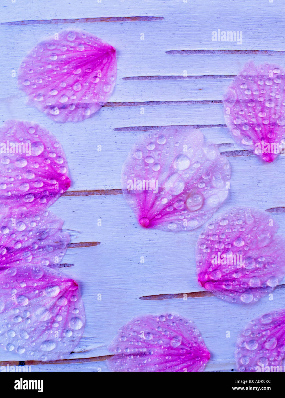 La floraison des fleurs de cerisier sur écorce de bouleau blanc Oregon Banque D'Images