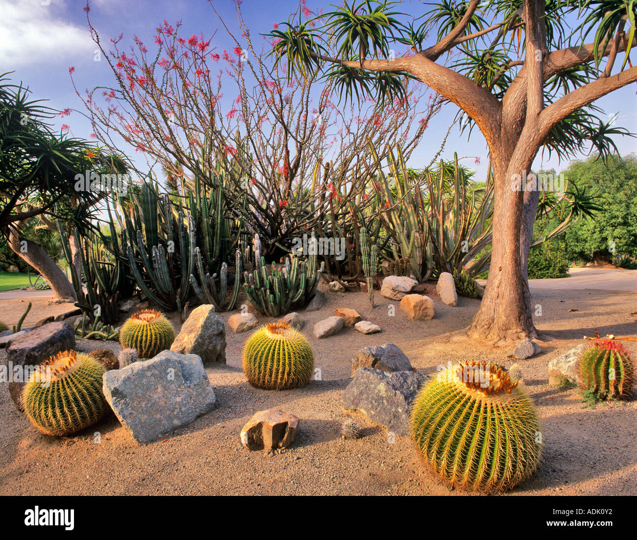 Jardins de cactus à Balboa Park, San Diego, Californie Banque D'Images
