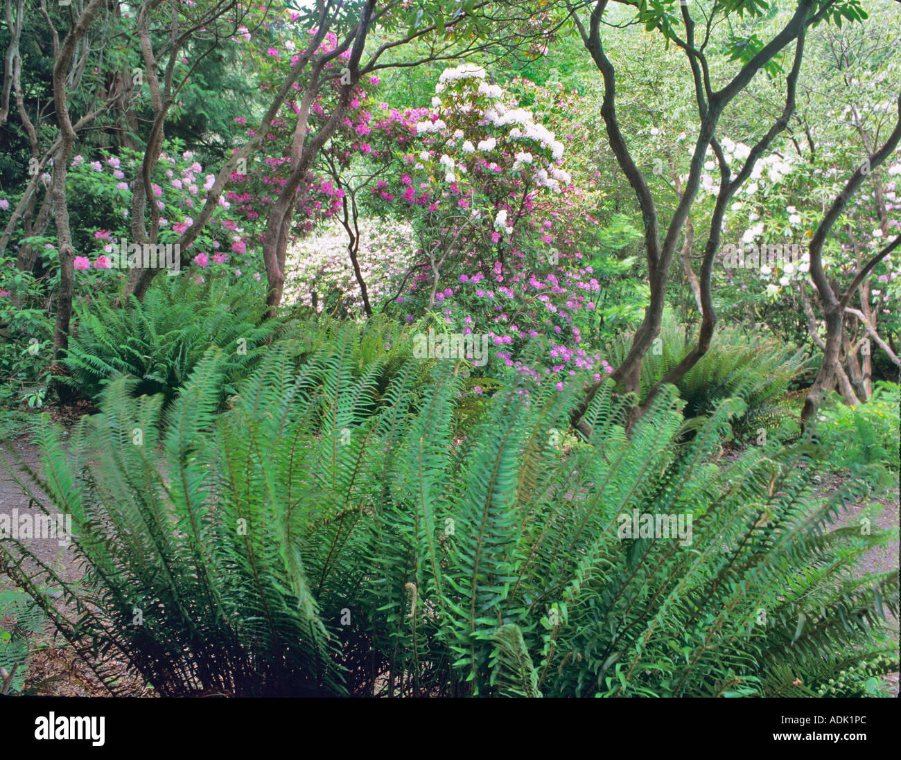 Les fougères et les rhododendrons à Washington Park Arboretum Seattle Washington Banque D'Images
