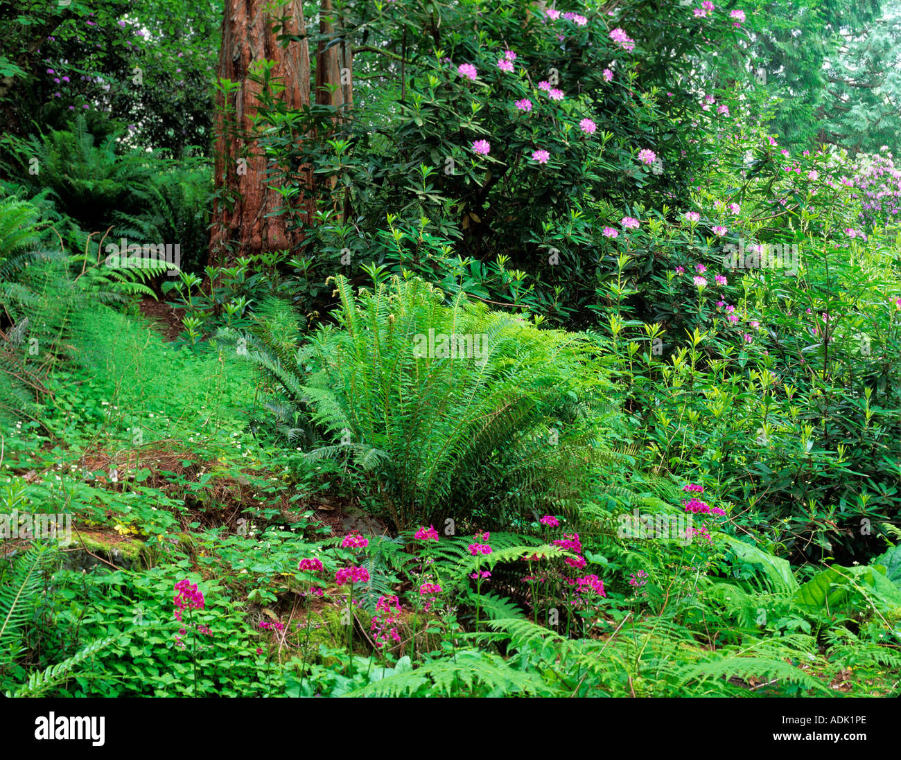 Fougères primevères et rhododendrons à Washington Park Arboretum Seattle Washington Banque D'Images