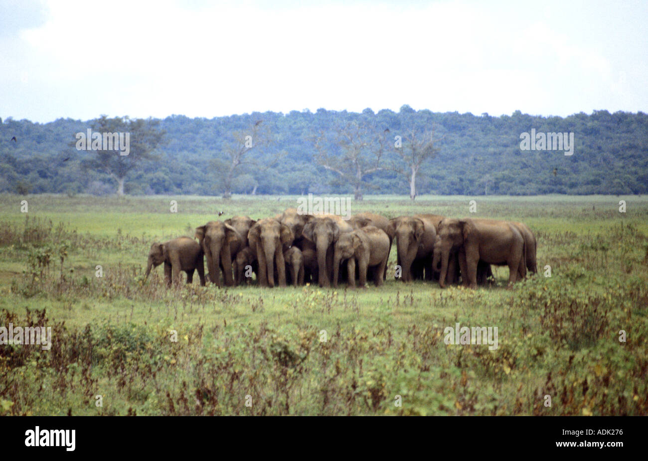 Les éléphants femelles gardent leurs jeunes à mesure qu'ils se dirigent vers l'eau dans un parc sauvage de Sri Lanka Banque D'Images