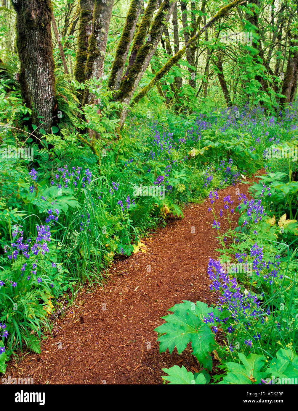 En chemin Mount Pisgah Arboretum avec fleurs bleu Delphinium trolliifolium Oregon Banque D'Images