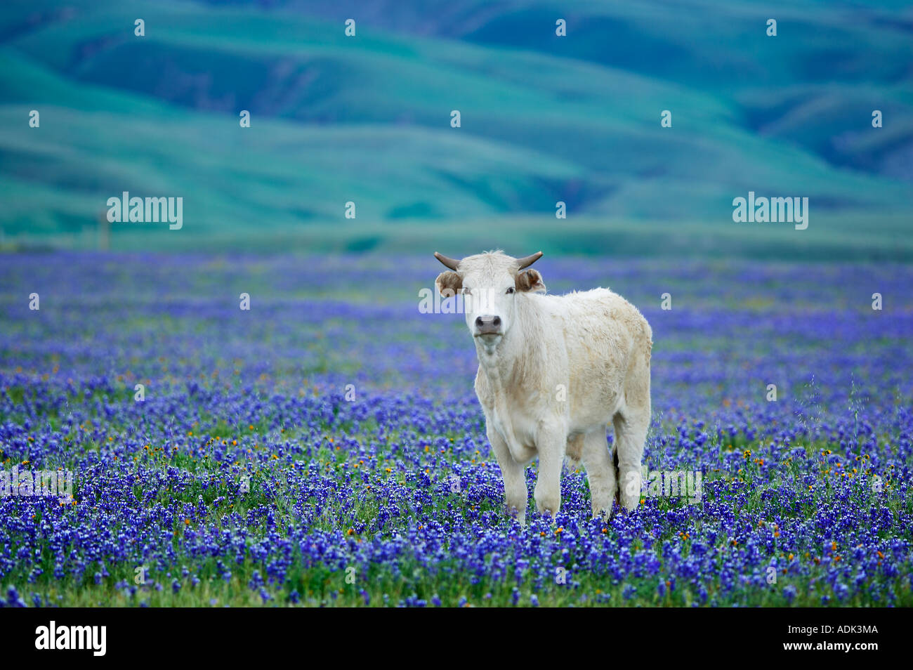 Seule vache dans les pâturages de lupin en fleurs près de la Californie Grapevine Banque D'Images