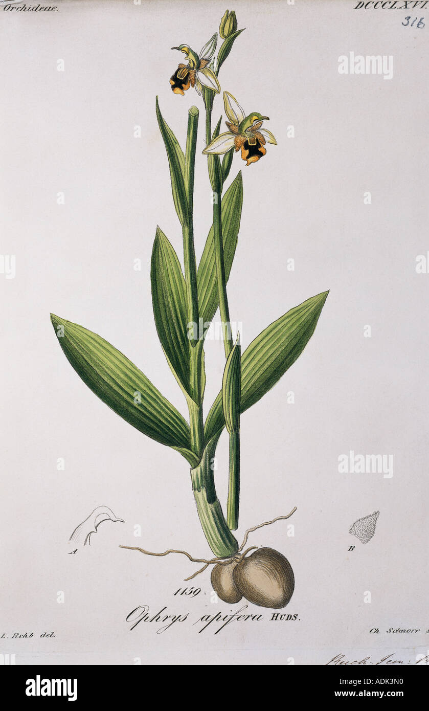 Ophrys apifera orchidée abeille Banque D'Images