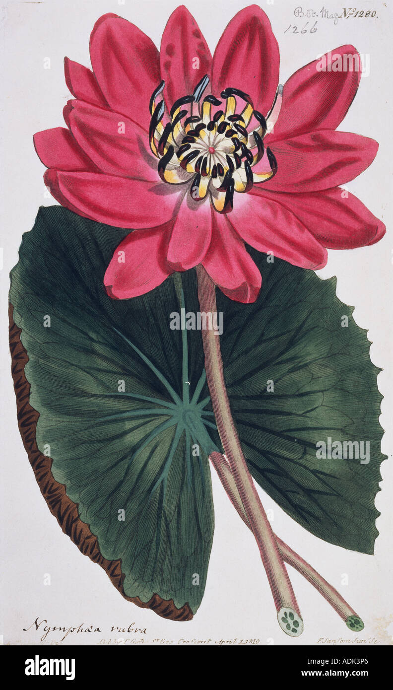 Nymphæa rubra rouge indien water lily Banque D'Images