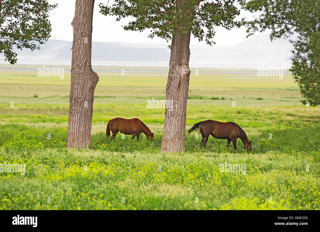 Les chevaux au pâturage avec de grands peupliers été Lac Oregon Banque D'Images
