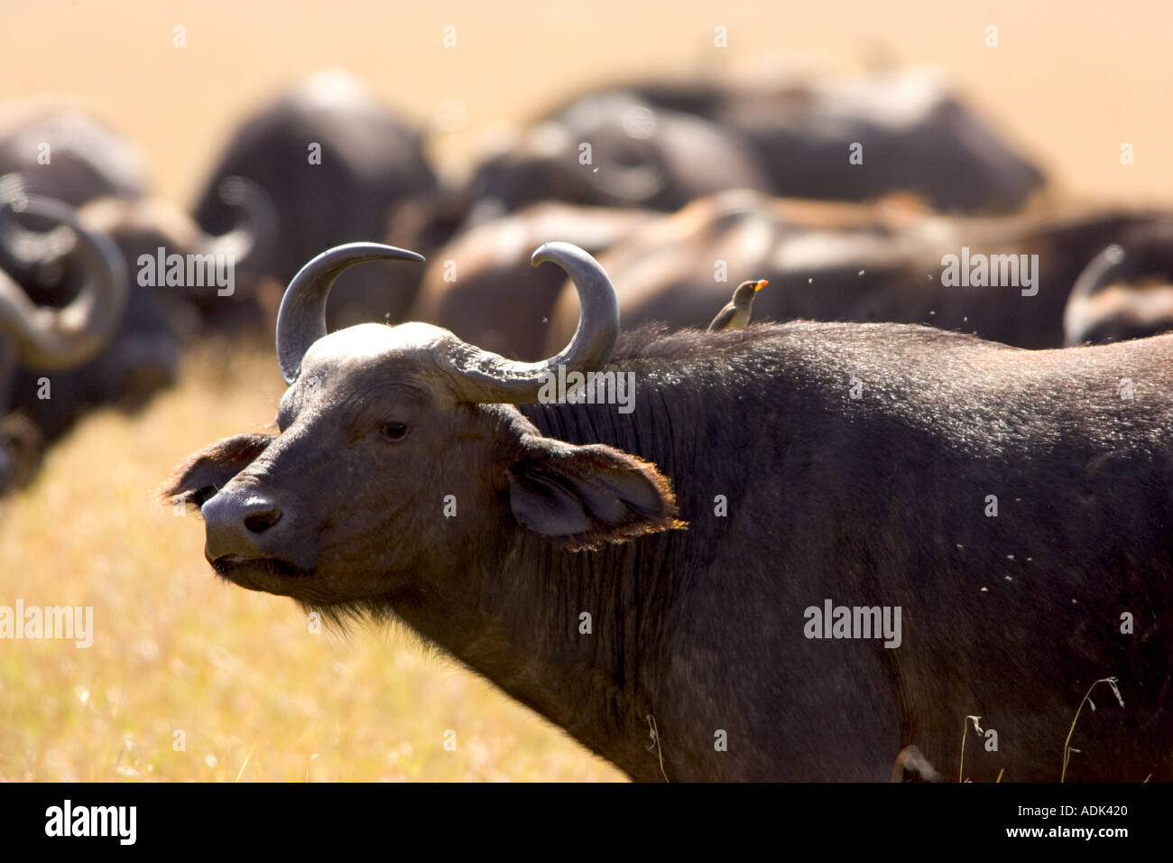 Buffalo avec redbilled oxpecker Banque D'Images
