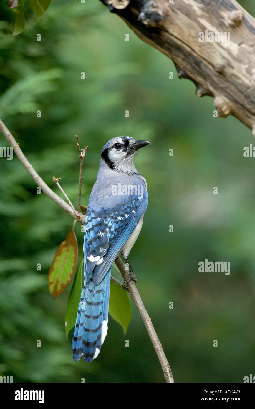 Le Geai bleu, Songbird Banque D'Images