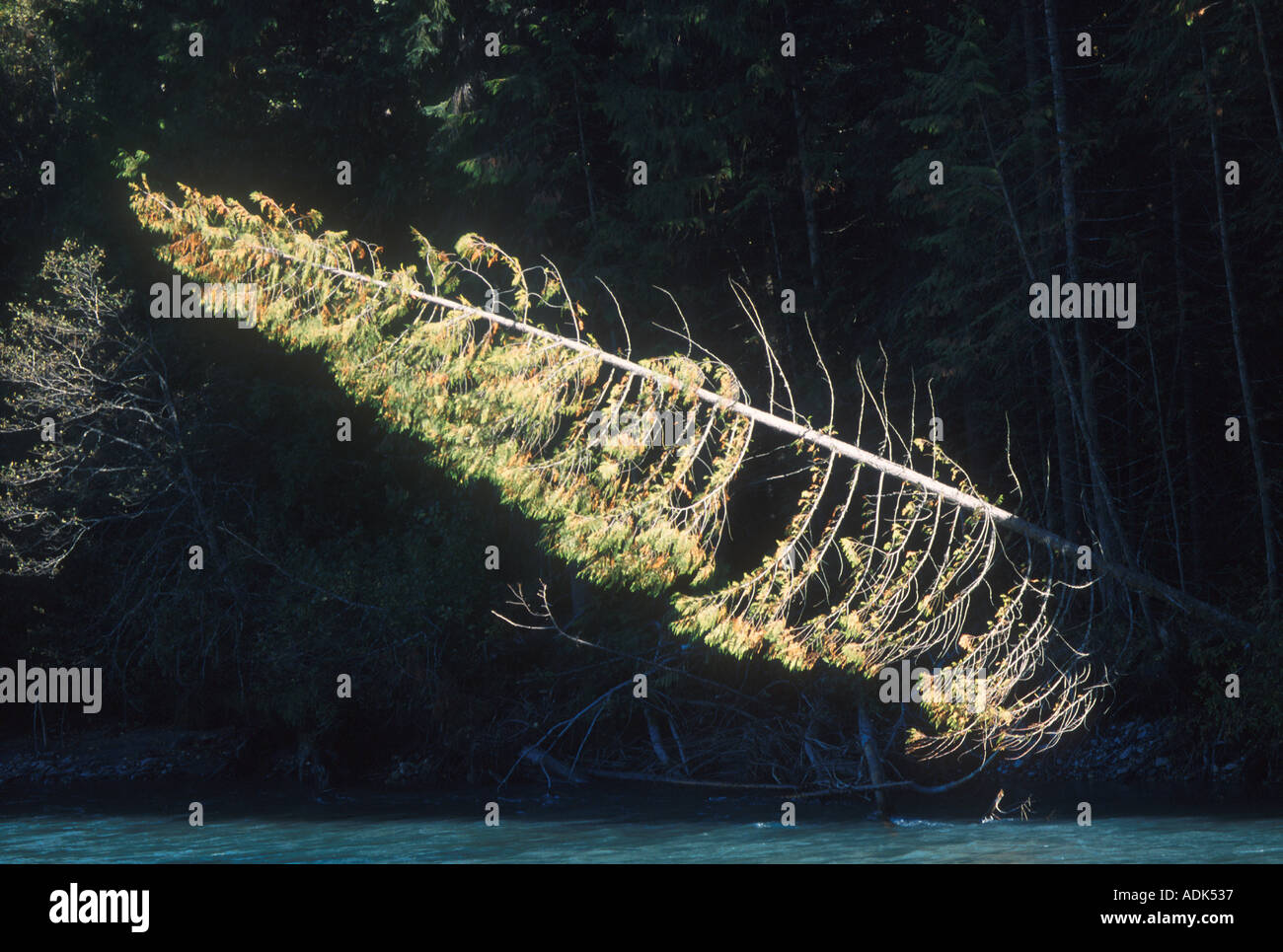 L'érosion des berges du fleuve érosion sape pine tree Canadas Banque D'Images