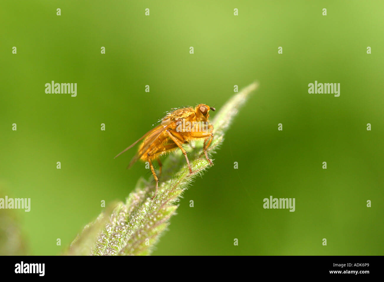 La bouse jaune fly Scathophaga stercoraria Banque D'Images