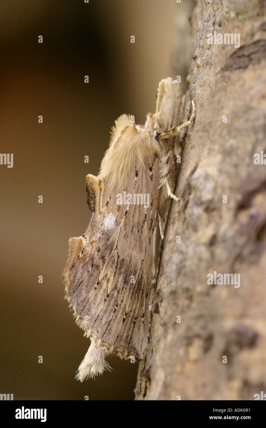Pterostoma palpina pâle Espèce importante reposant sur l'écorce des arbres Banque D'Images