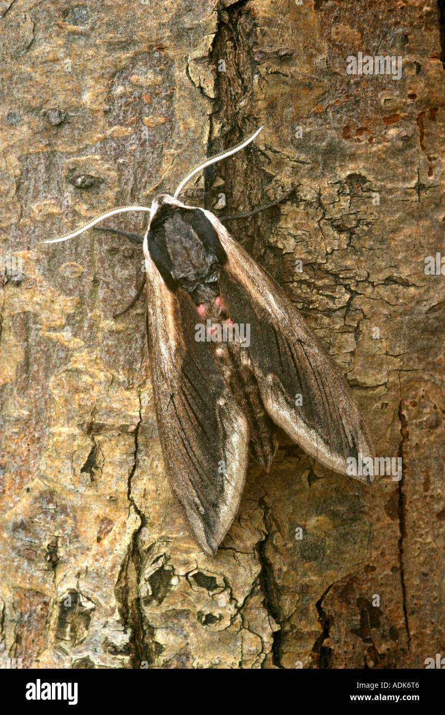 Privet hawk moth sphinx ligustri reposant sur l'écorce des arbres Banque D'Images