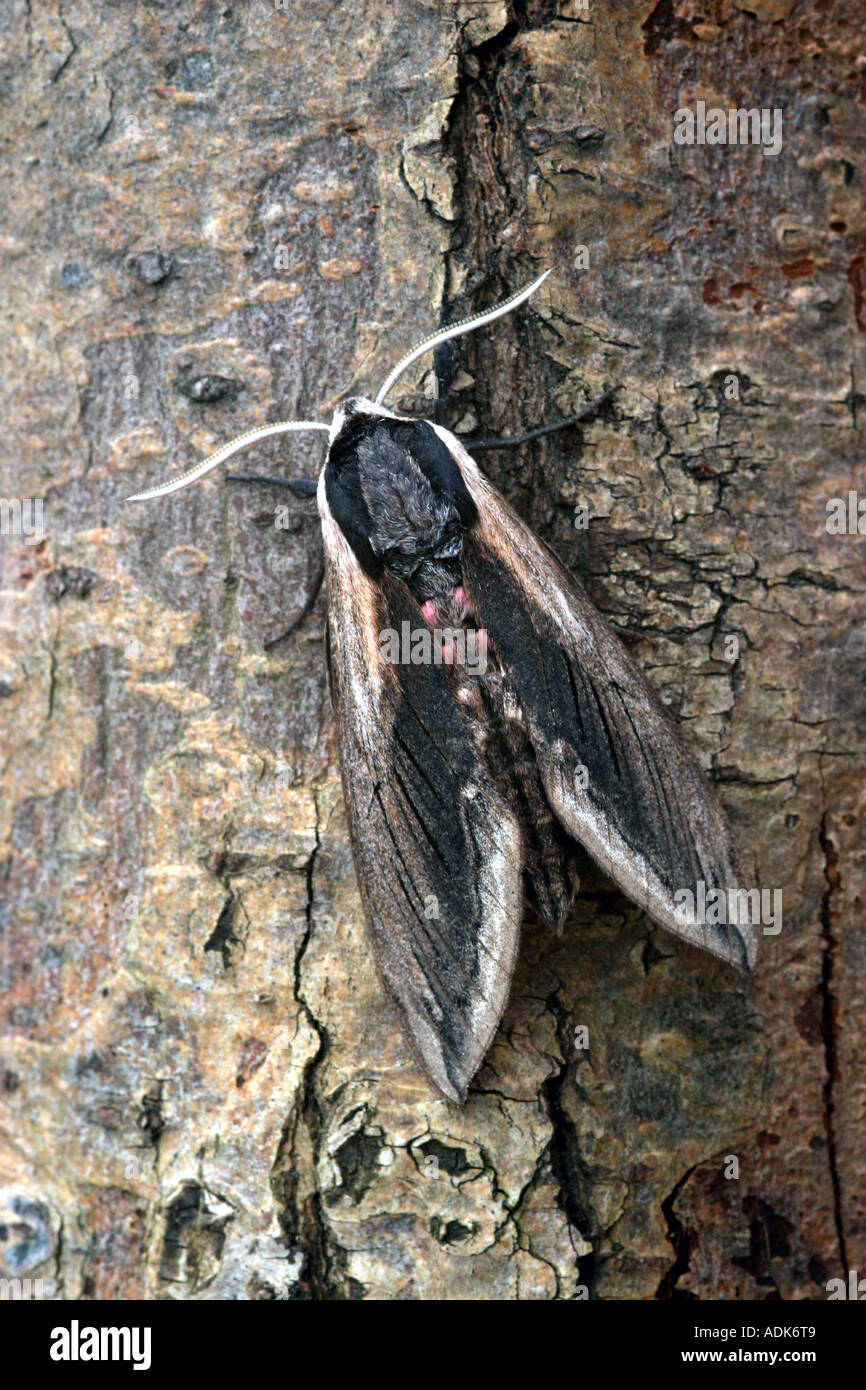 Privet hawk moth sphinx ligustri reposant sur l'écorce des arbres Banque D'Images