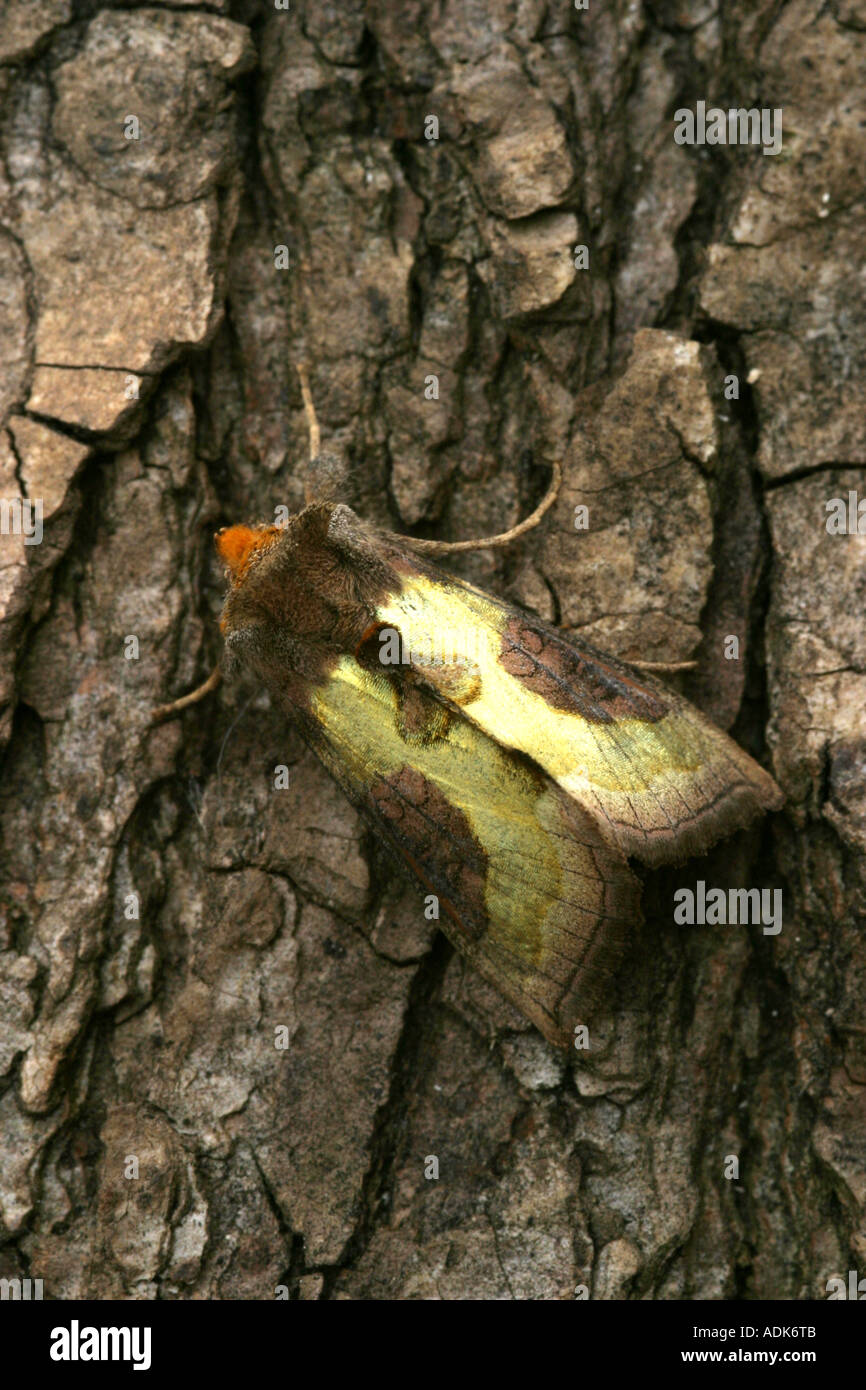 Laiton bruni espèce diachrysia reposant sur l'écorce des arbres Banque D'Images