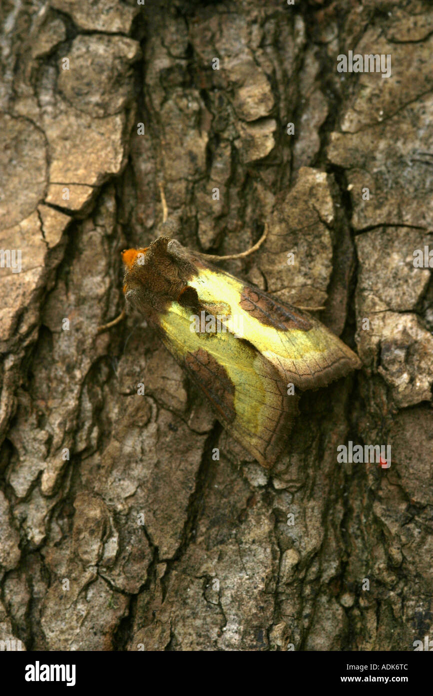 Laiton bruni espèce diachrysia reposant sur l'écorce des arbres Banque D'Images