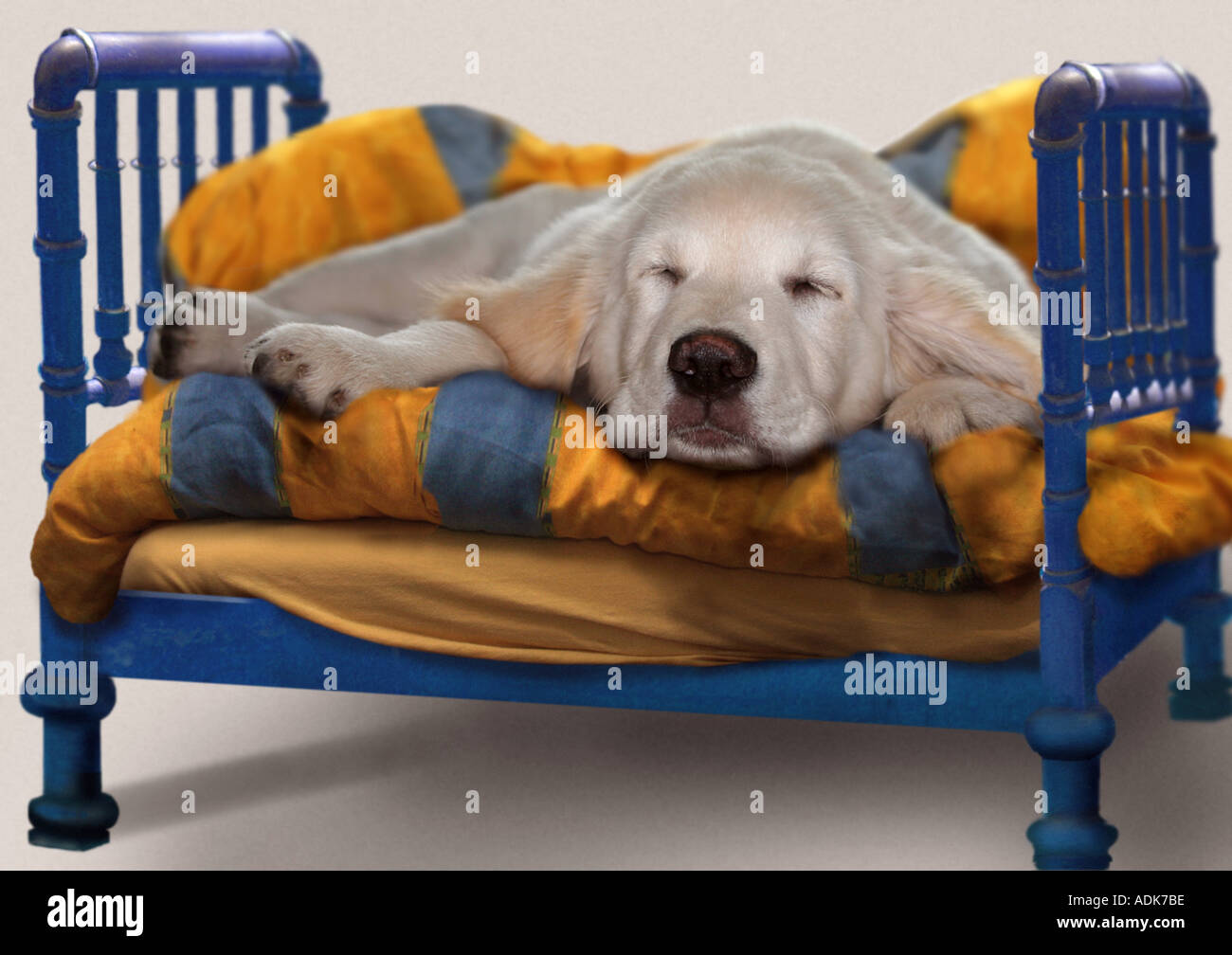 Golden Retriever dog - chiot dormir Banque D'Images