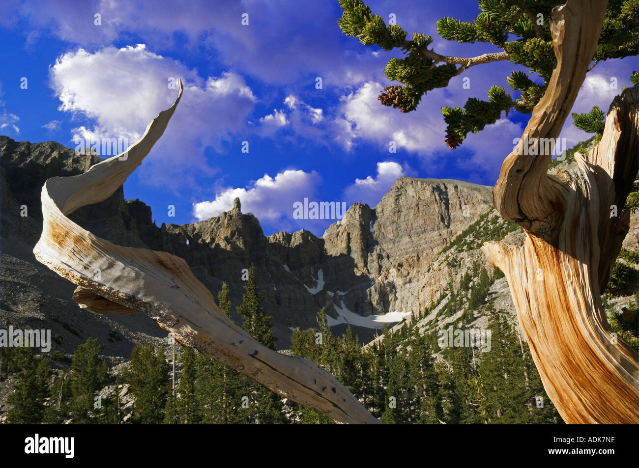 Close up de Bristlecone Pine et Wheeler Peak Parc National du Grand Bassin, Nevada images ce ciel a ajouté Banque D'Images