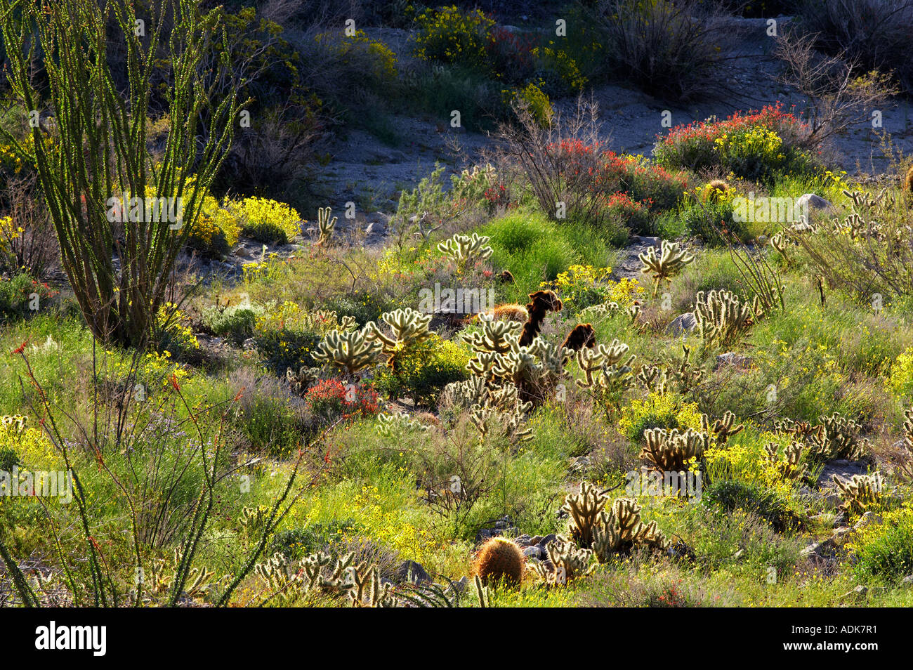 Fleurs jaunes de Brittlebrush Encelia farinosa catus cholla Chuparosa rouge et la société Anza Borrego Desert State Park fabriquées main e Banque D'Images